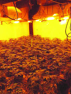 bedroom of cannabis